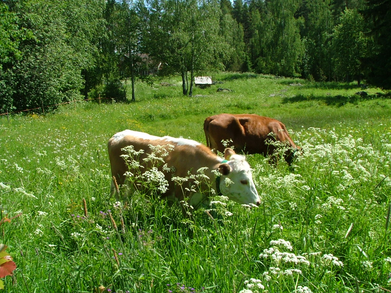 Kaksi lehmää vihreällä niityllä syö heinää. Toinen lehmä on ruskea, toinen valko-ruskea. Taustalla vihrä metsä.