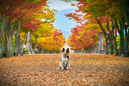 Kuvassa syksyinen puistokäytävä, jjohon varissut värikkäitä puiden lehtiä. Kuvassa keskellä istuu kirjava koira, jolla isot korvat. Puistokäytävää reunustaa puut, joiden lehdet ovat ruskan värisiä.