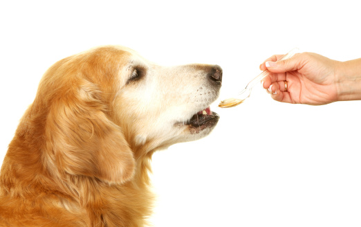 Kuvassa näkyy kultaisen noutajan pää,  koiran suu hieman auki. Oikessa reunassa ihmisen käsi, joka pitelee lusikkaa koiran kuonon edessä.