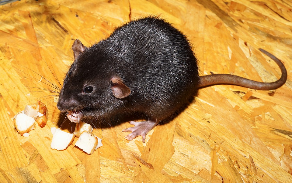 Kuvassa on rotta, joka syö ruokaa